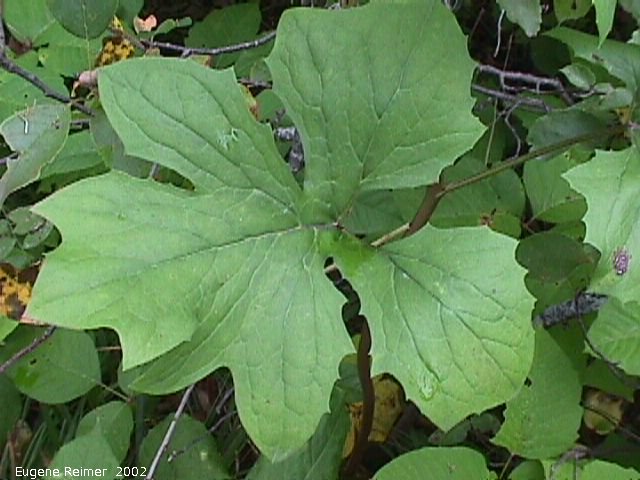 IMG 2002-Aug27 at BirdHillPark:  White lettuce (Prenanthes alba) leaf