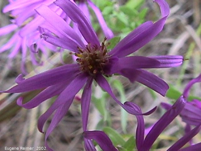 IMG 2002-Aug27 at BirdHillPark:  Late purple aster (Symphyotrichum patens)