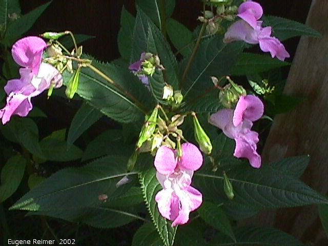 IMG 2002-Aug29 at Winnipeg:  Himalayan jewelweed (Impatiens glandulifera) flowers