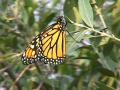 2002aug30 at GarvenRd and PineRidgeRd:  Monarch on Willow
