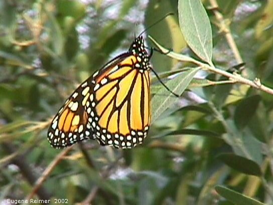 IMG 2002-Aug30 at GarvenRd and PineRidgeRd:  Monarch butterfly (Danaus plexippus) on Willow (Salix sp)