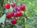 Nightshade=Solanum dulcamara: fruit