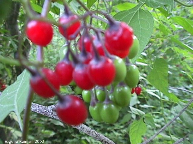 IMG 2002-Aug30 at GarvenRd and PineRidgeRd:  Bittersweet nightshade (Solanum dulcamara) fruit