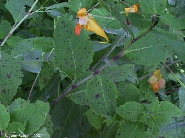 IMG 2002-Aug30 at GarvenRd and PineRidgeRd:  Spotted jewelweed (Impatiens capensis) foliage
