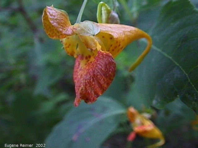 IMG 2002-Aug30 at GarvenRd and PineRidgeRd:  Spotted jewelweed (Impatiens capensis) flower