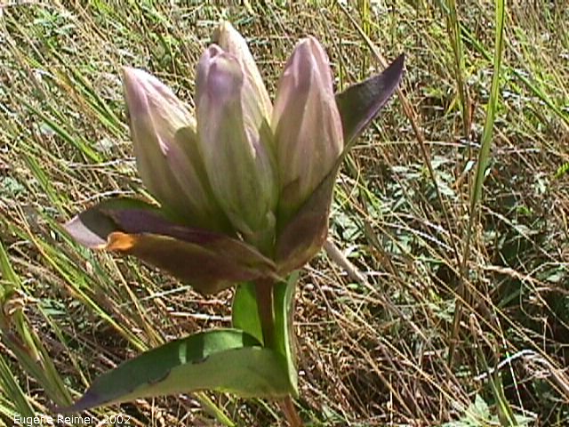 IMG 2002-Sep03 at MossSpurRoad+LibauBog:  Closed bottle-gentian (Gentiana andrewsii) flowers