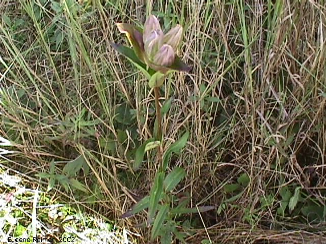 IMG 2002-Sep03 at MossSpurRoad+LibauBog:  Closed bottle-gentian (Gentiana andrewsii) plant