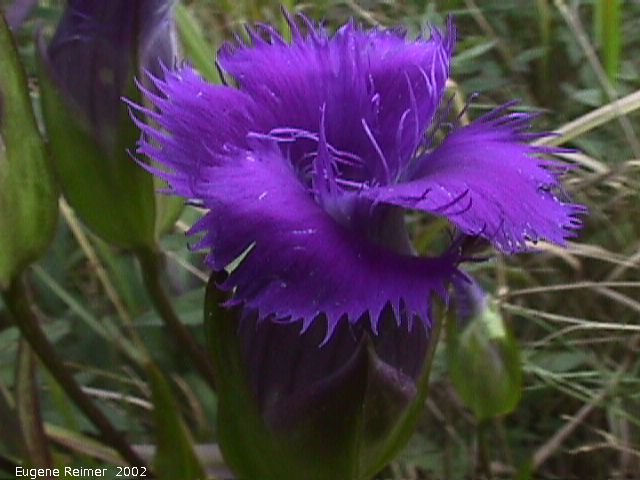 IMG 2002-Sep03 at MossSpurRoad+LibauBog:  Fringed-gentian (Gentianopsis crinita)