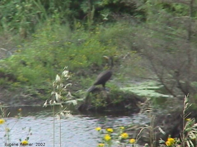 IMG 2002-Sep03 at MossSpurRoad+LibauBog:  Double-crested cormorant (Phalacrocorax auritus)