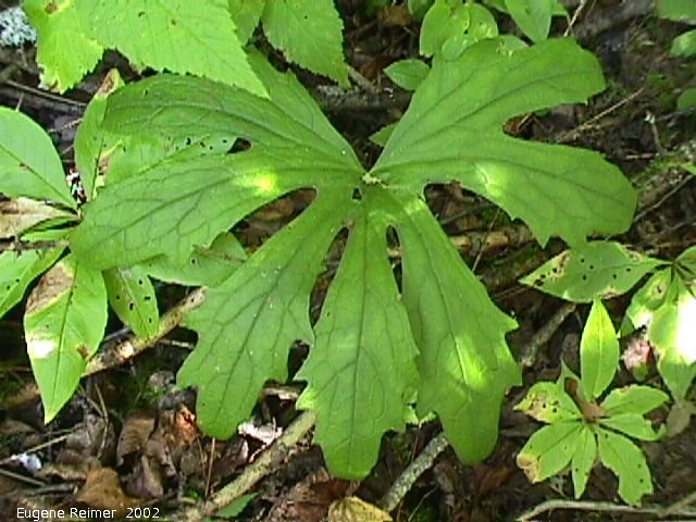 IMG 2002-Sep04 at Middlebro:  Palmate-leaved coltsfoot (Petasites frigidus var palmatus) leaf