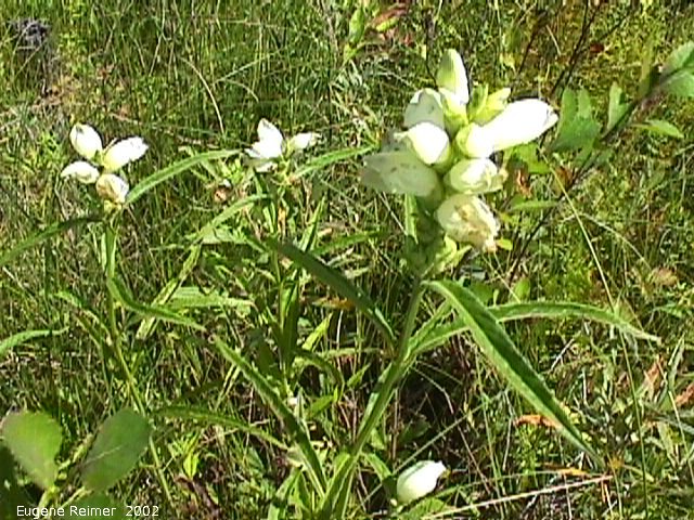 IMG 2002-Sep04 at Middlebro:  Turtlehead (Chelone glabra) plant