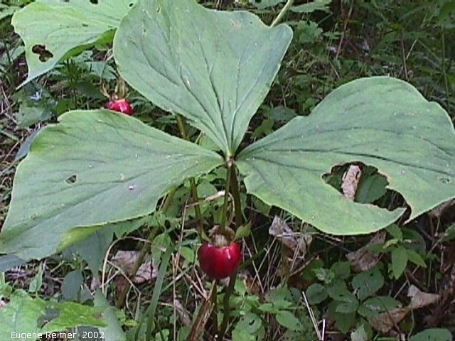 IMG 2002-Sep04 at Middlebro:  Nodding trillium (Trillium cernuum) plant