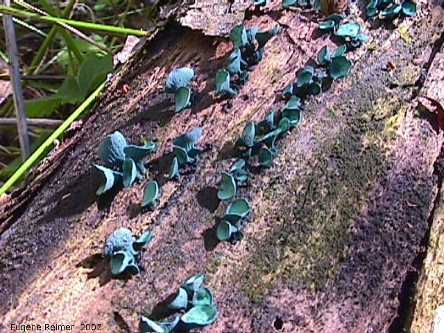 IMG 2002-Sep04 at Middlebro:  Blue-stain fungus (Chlorociboria aeruginascens)
