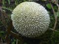 Spiny puffball fungus=Lycoperdon echinatum: