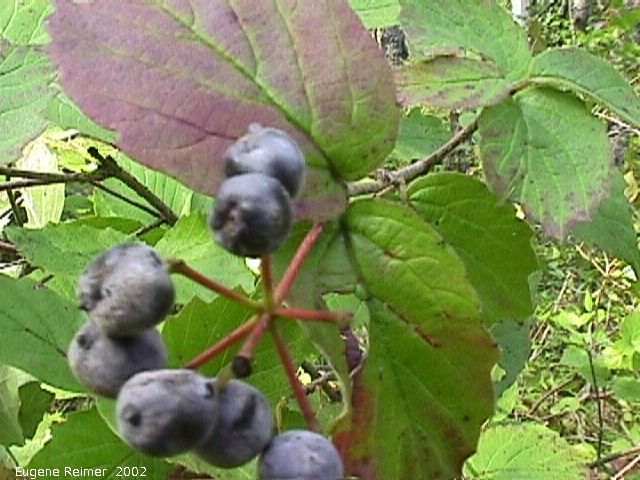 IMG 2002-Sep04 at Middlebro:   Arrowwood(Viburnum rafinesquianum)