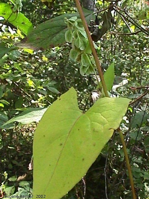 IMG 2002-Sep04 at Middlebro:  Bindweed (Polygonum sp) fruit