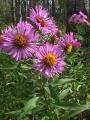 New-England aster: plant