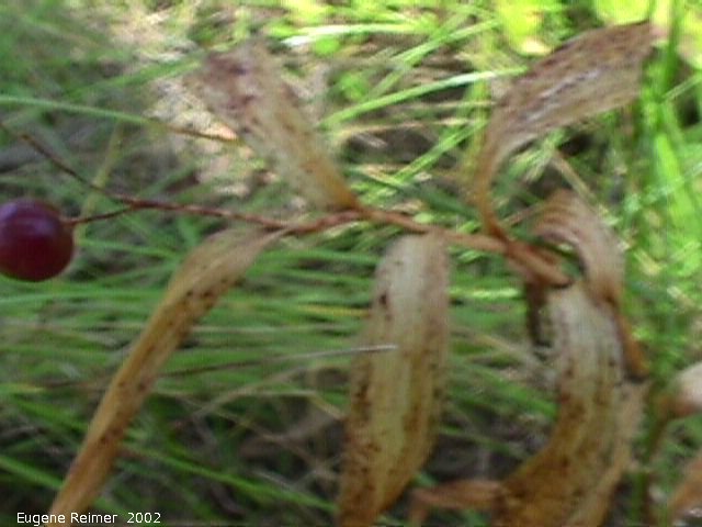 IMG 2002-Sep05 at DoverRd:  Twisted-stalk (Streptopus sp) fruit