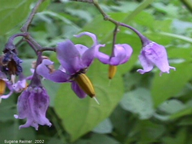 IMG 2002-Sep15 at Winnipeg:&nbsp; Bittersweet nightshade (Solanum dulcamara) flowers