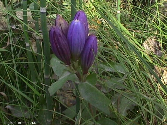 IMG 2002-Sep15 at RidgewoodRoad near Giroux:  Closed bottle-gentian (Gentiana andrewsii) flowers
