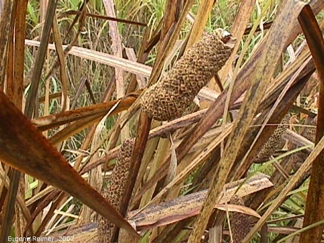 IMG 2002-Oct10 at PTH12 near Sarto:  Calamus sweetflag (Acorus calamus) dried-flower-spike