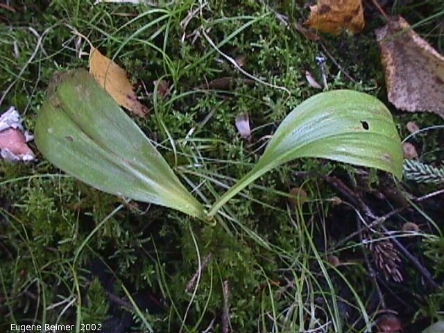 IMG 2002-Oct10 at PR308:  Blue-bead lily (Clintonia borealis) leaves