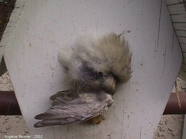 IMG 2002-Oct17 at my backyard:  House sparrow (Passer domesticus) dead plugging-bird-house
