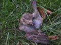 dead-bird: removed-from-birdhouse