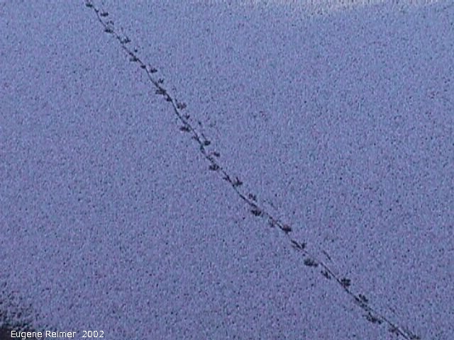 IMG 2002-Oct20 at Oak-Hammock Marsh:  Muskrat (Ondatra zibethicus) tracks