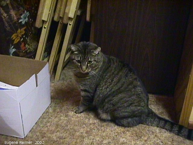 IMG 2002-Dec04 at JohnNeufeld's:  Cat (Felis catus) at Neufeld house