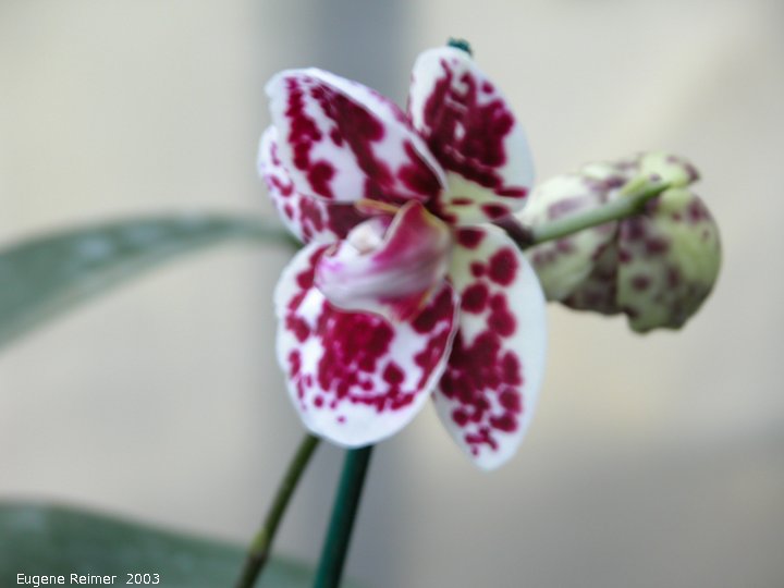 IMG 2003-Jan27 at EverspringOrchids:  Phal (Phalaenopsis sp) Phalaenopsis at-Everspring Orchids