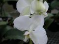 Phalaenopsis: at-EverspringOrchids