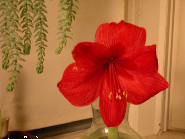 IMG 2003-Jan27 at the Ames house:  Amaryllis (Hippeastrum sp)
