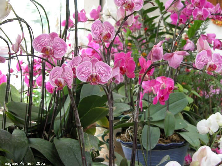 IMG 2003-Feb04:&nbsp; Taiwan