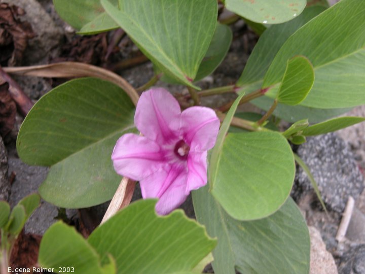 IMG 2003-Feb13:&nbsp; Taiwan