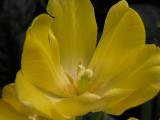 Conservatory: tulip