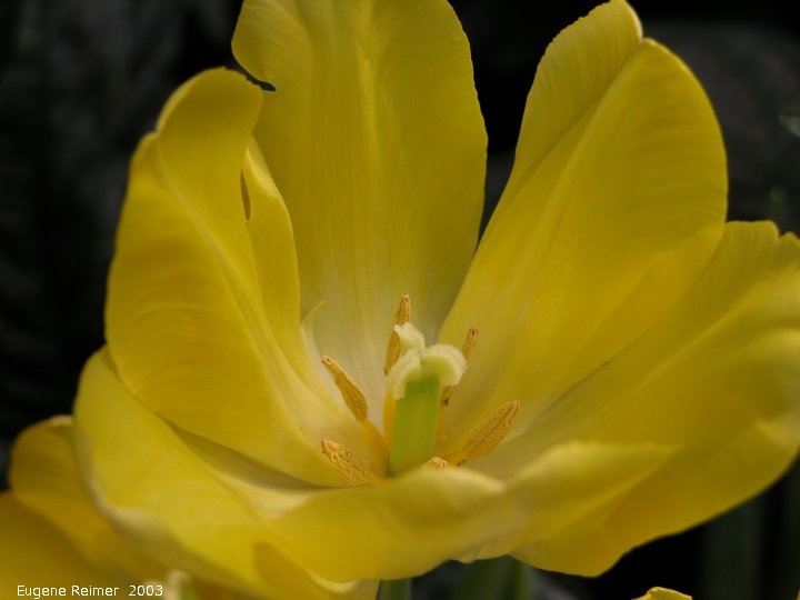 IMG 2003-Apr13 at AssiniboineParkConservatory:  Conservatory Tulip (Tulipa sp)