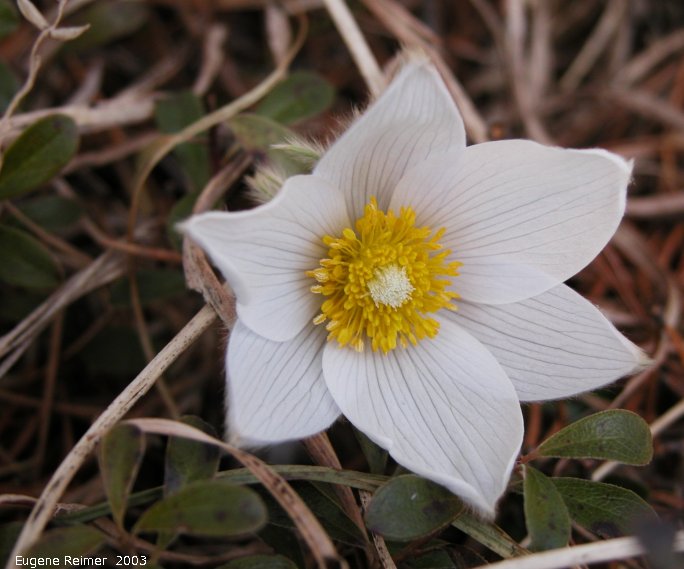 IMG 2003-Apr18 at Braintree-area:  Prairie crocus (Anemone patens) with bearberry tch#1