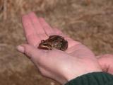 Peggy: with wood-frog