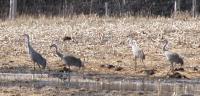 Sandhill crane: many on field