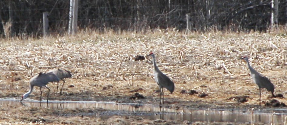 IMG 2003-Apr18 at Braintree-area:  Sandhill crane (Grus canadensis) many on field