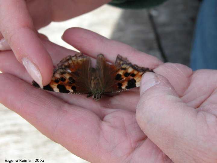 IMG 2003-Apr18 at Braintree-area:  Green comma butterfly (Polygonia faunus)