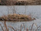 Canada goose: on island