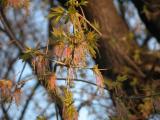 Manitoba maple: flowers