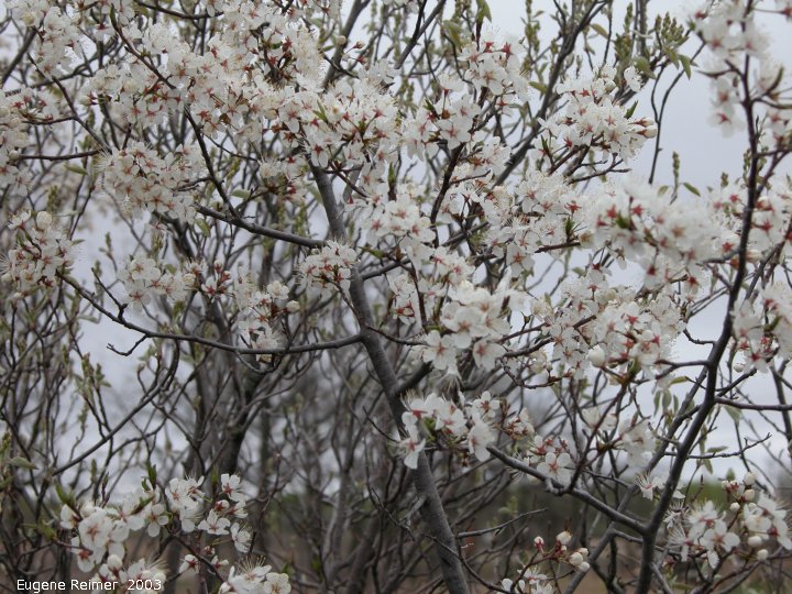 IMG 2003-May10 at Hadashville:  Wild plum (Prunus americana) flowers