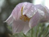 Crocus=Anemone patens: w raindrops