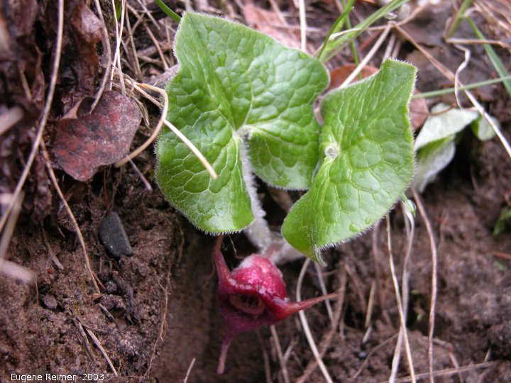 IMG 2003-May10 at Hadashville:&nbsp; Wild ginger (Asarum canadense) with flower