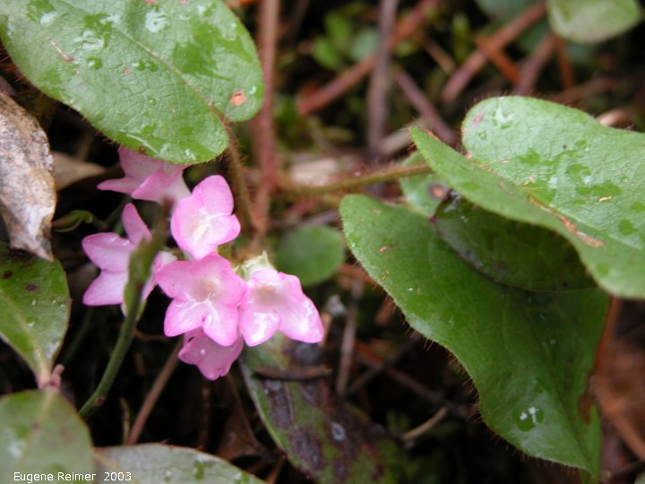 IMG 2003-May10 at Hadashville:&nbsp; Trailing arbutus (Epigaea repens) dark-pink