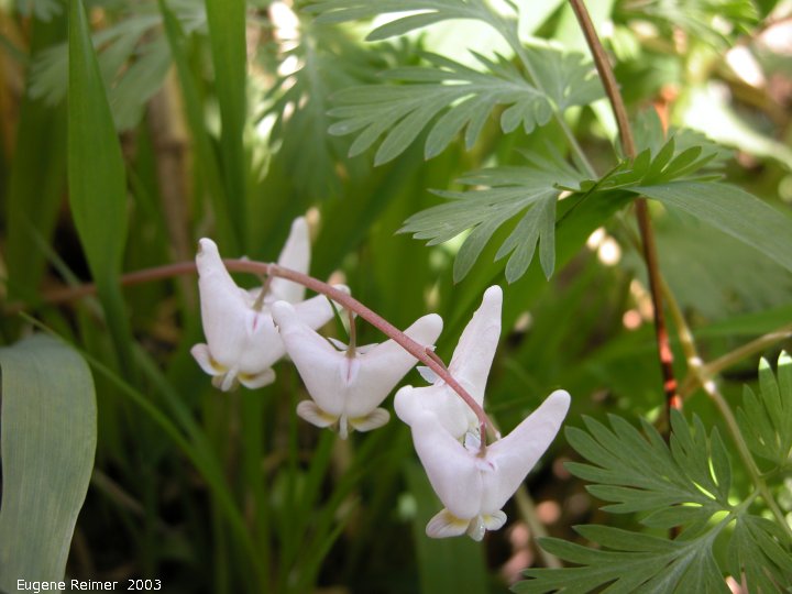 IMG 2003-May12 at Whitemouth Lake:  Dutchmans breeches (Dicentra cucullaria)