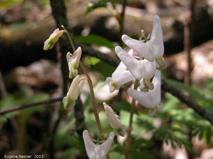 IMG 2003-May12 at Whitemouth Lake:  Dutchmans breeches (Dicentra cucullaria) with undeveloped flowers
